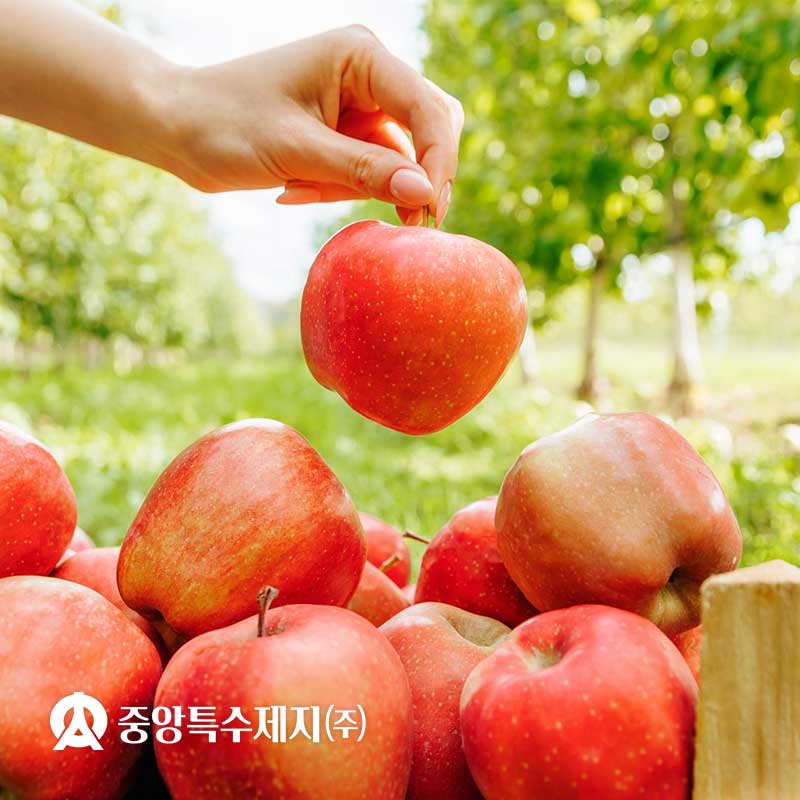 과일봉지용 원지